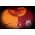 Galatasaray Home Jersey 13/14 from Nike at Turkish Football Shop # 544879